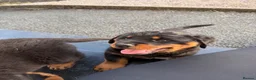 Rottweiler dogs for sale: Chunky Rottweiler puppies - Advert 9
