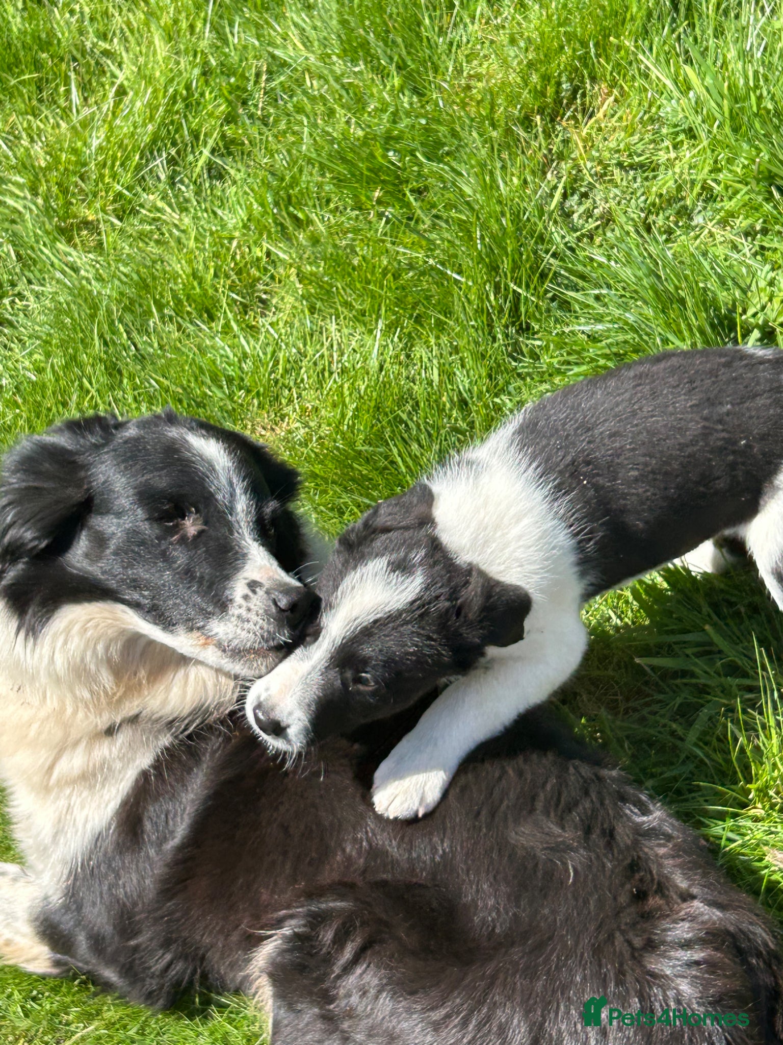 Border Collie dogs Active Border Collie pups for sale - Advert 2