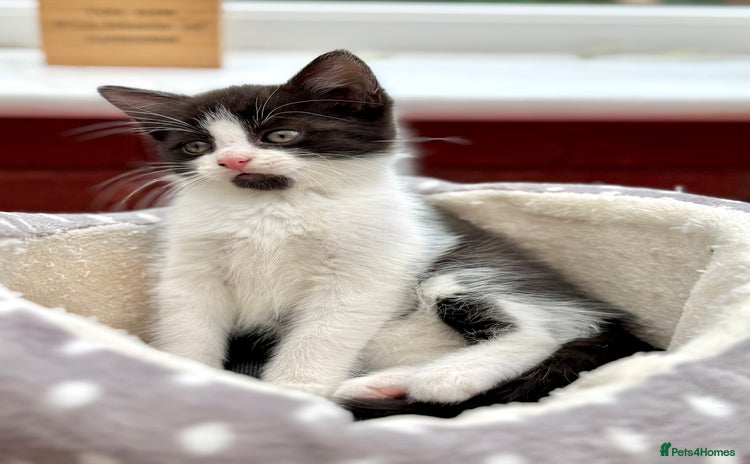 Mixed Breed cats - Advert 7