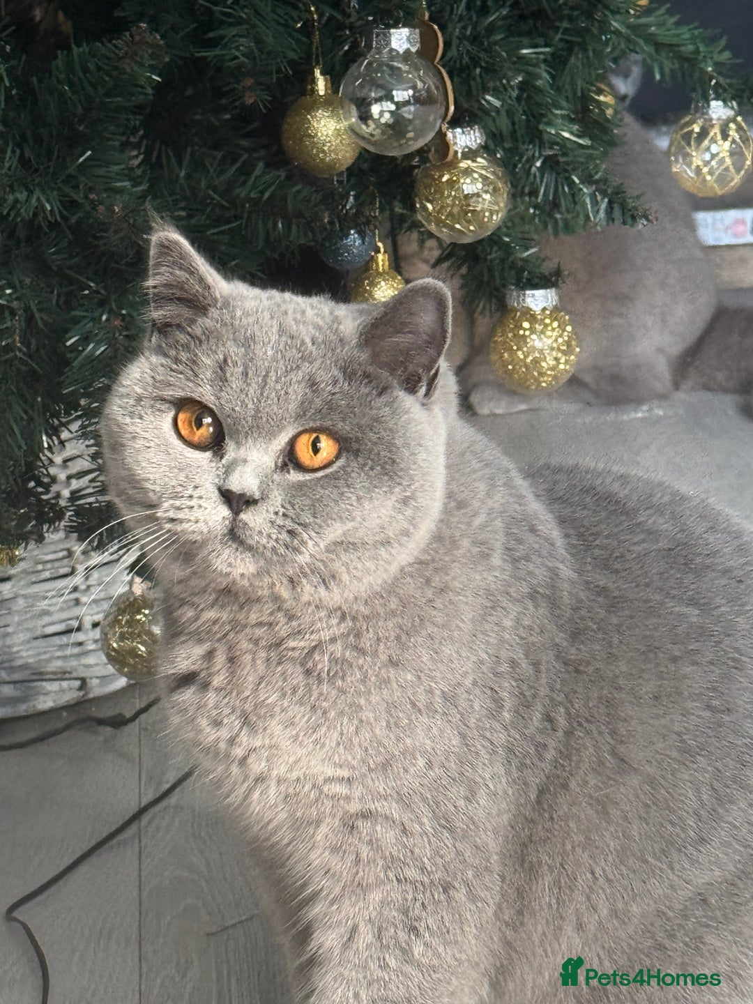 British Shorthair cats for sale: British shorthair kitten - Advert 2