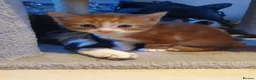 Mixed Breed cats for sale: Stunning 5 week old kittens  - Advert 23