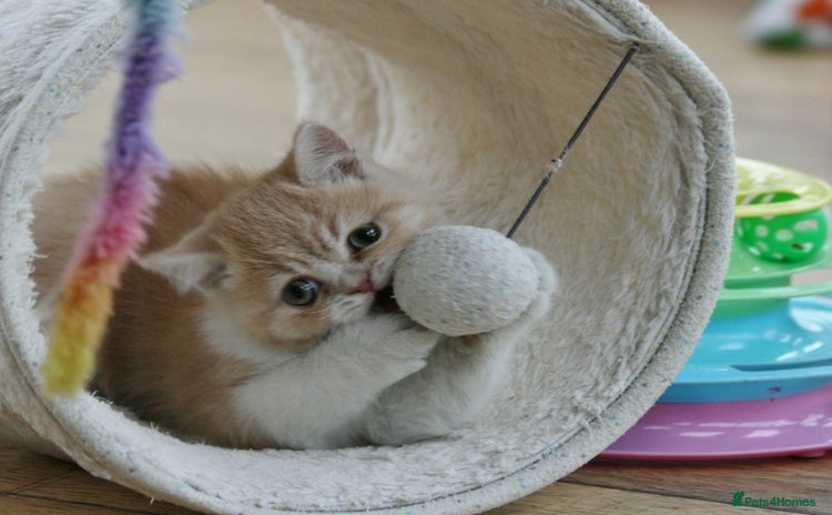 Exotic cats for sale - Advert 3