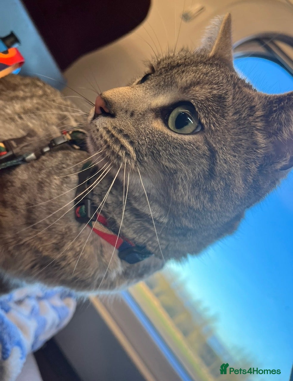 British Shorthair cats for sale: BHS x kittens - Advert 10