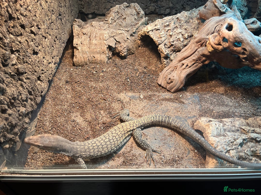 Monitor reptiles for sale: Black-Headed Monitors & Pigmy Mulga Monitors - Advert 1