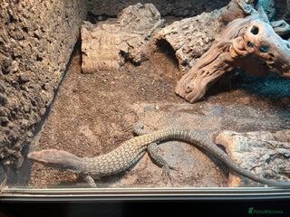 Monitor reptiles Black-Headed Monitors & Pigmy Mulga Monitors - Advert 2