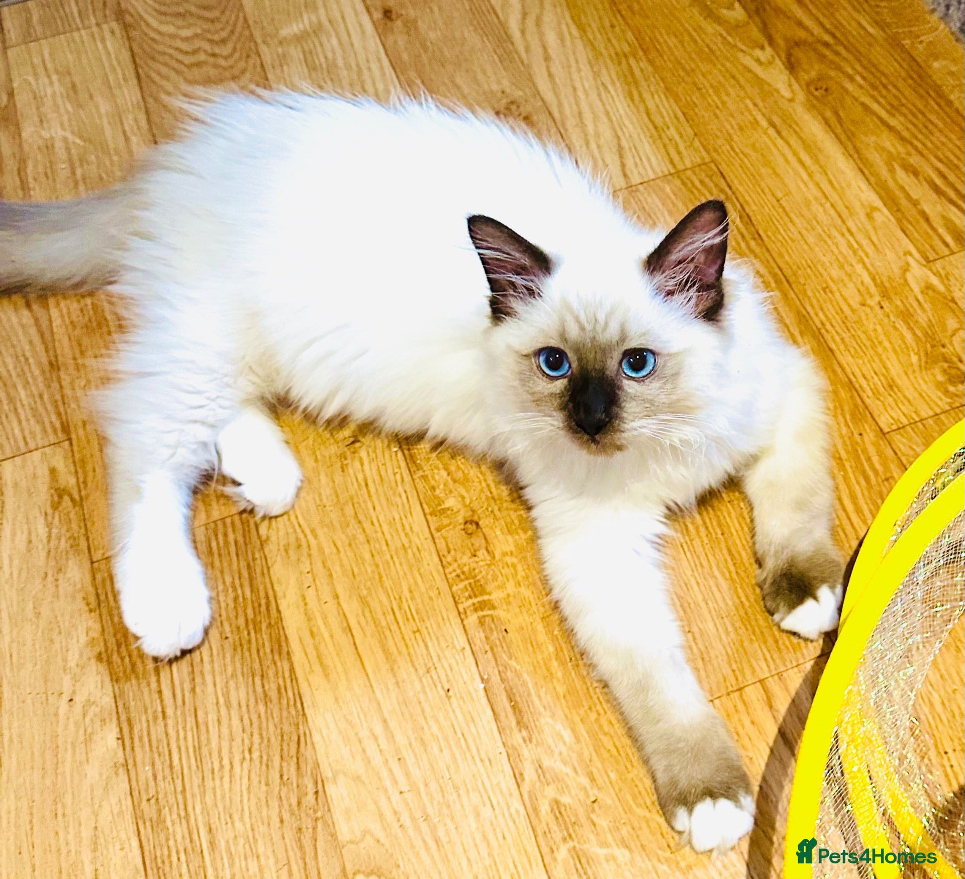 Ragdoll cats ❤️ Very special homes needed GCCF RAGDOLLS  - Advert 2