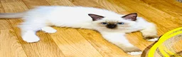 Ragdoll cats for sale: ❤️ Very special homes needed GCCF RAGDOLLS  - Advert 2