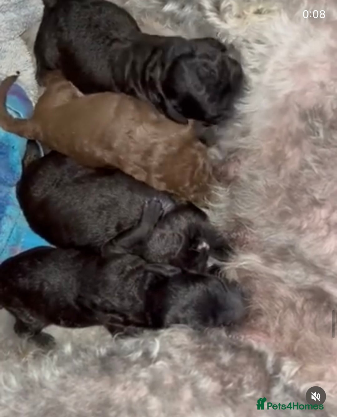 Bedlington Terrier dogs for sale: KC REGISTERED BEDLINGTON TERRIERS - Advert 5