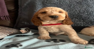 Cocker Spaniel dogs - Advert 10