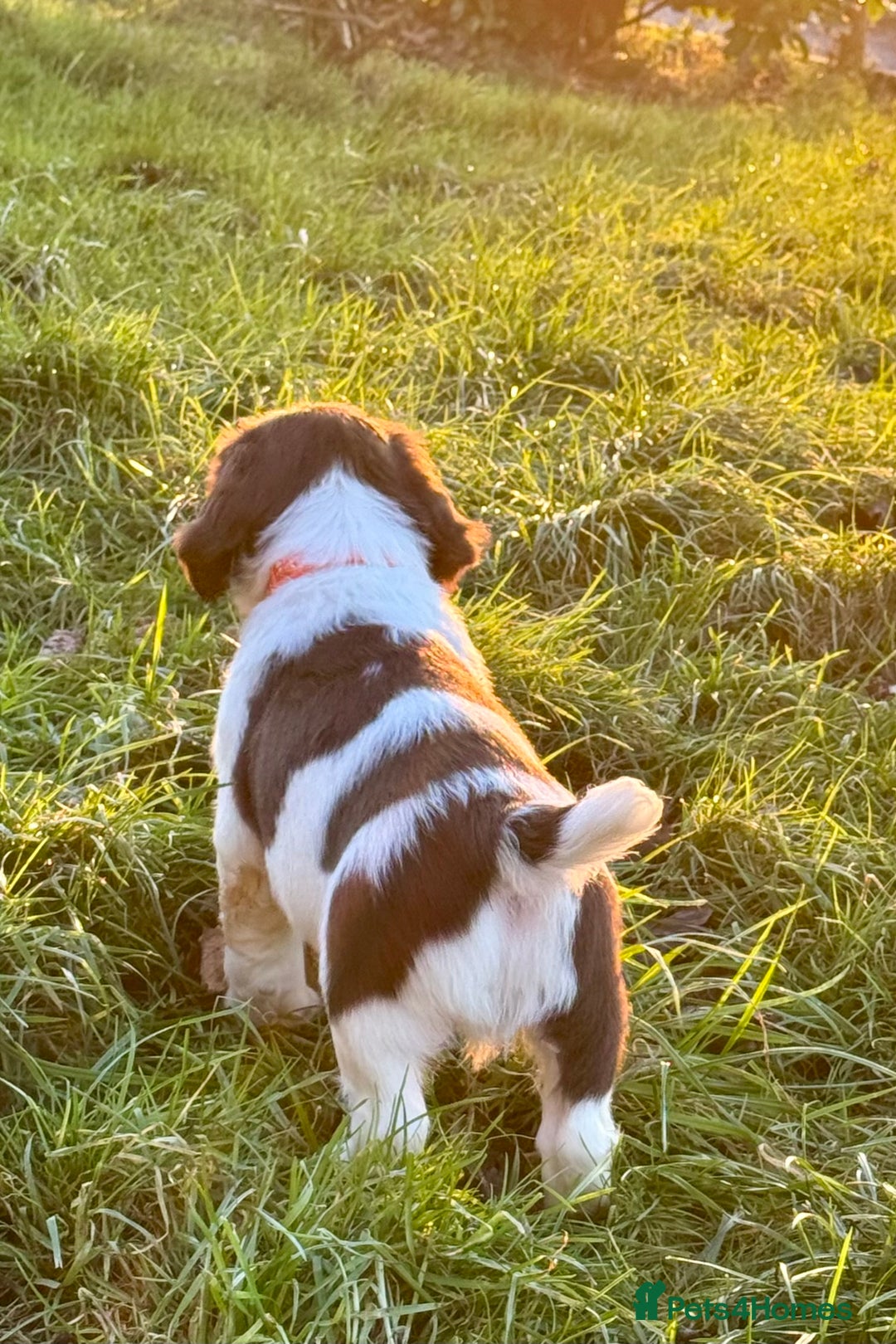 English Springer Spaniel dogs for sale: Beautifully marked, kc registered, legally docked. - Advert 29
