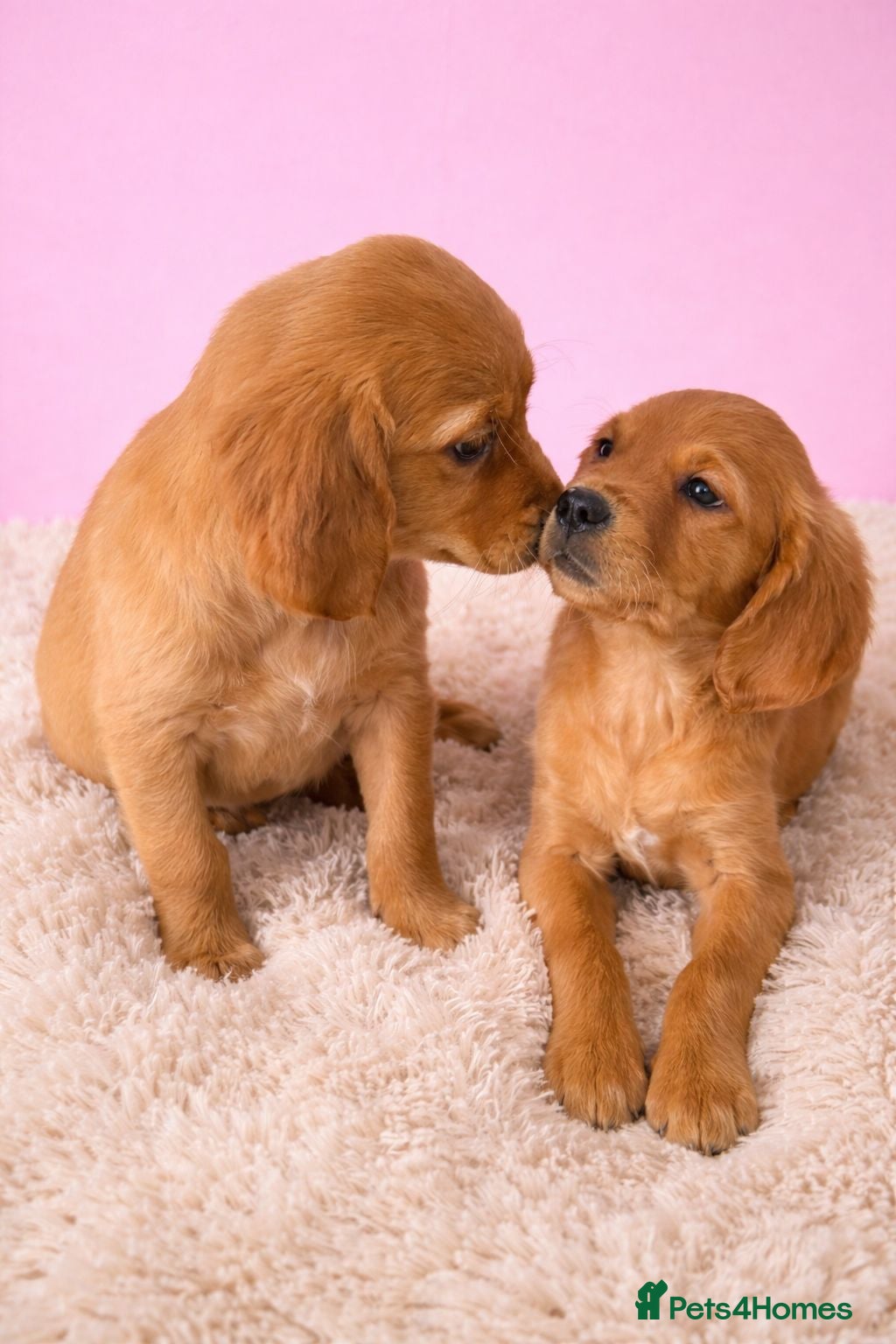 Golden Retriever dogs READY NOW KC Puppies With Health Tested Parents - Advert 2