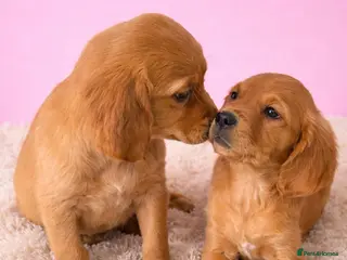 Golden Retriever dogs READY NOW KC Puppies With Health Tested Parents - Advert 2