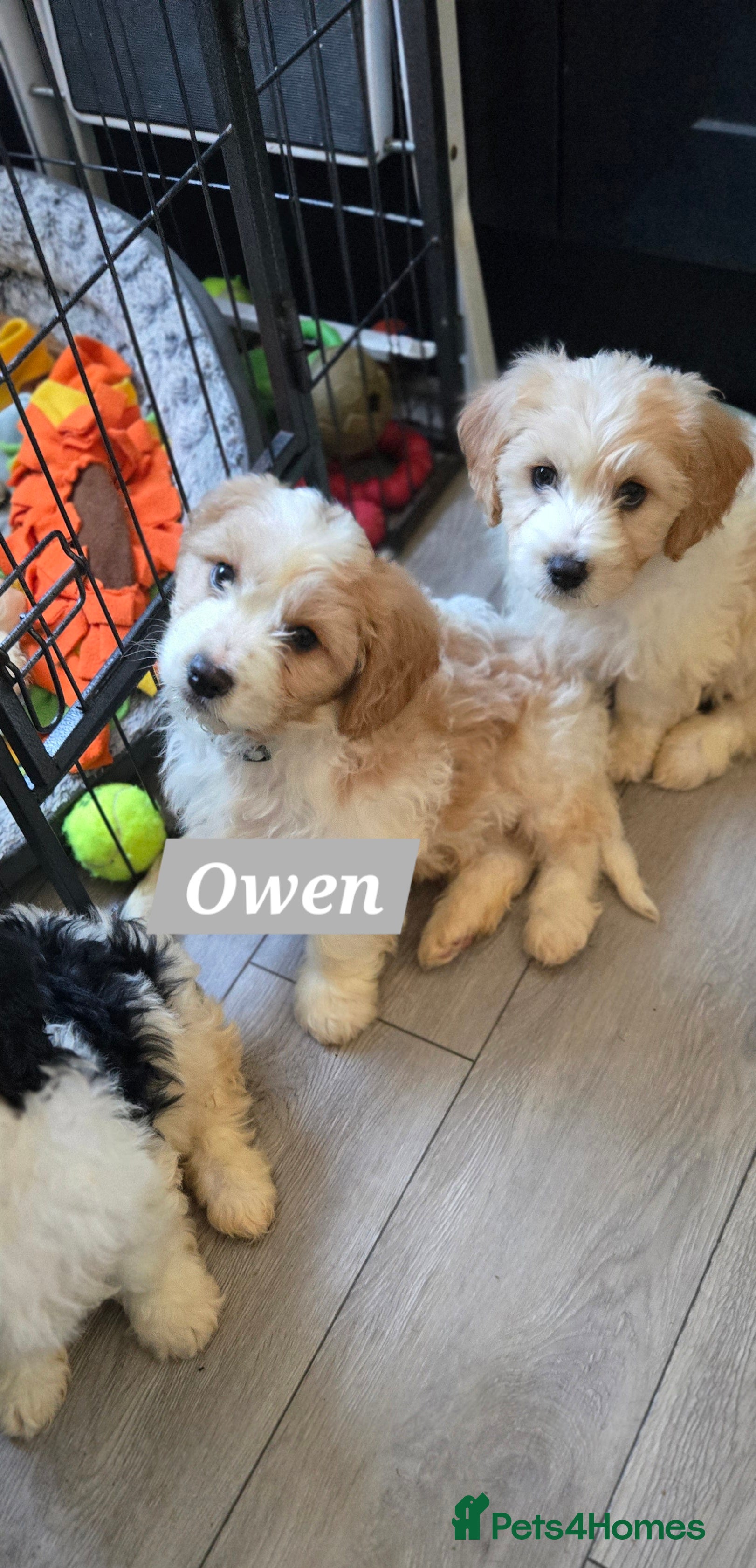 Cavachon dogs Gorgeous Cavachon puppies - Advert 2