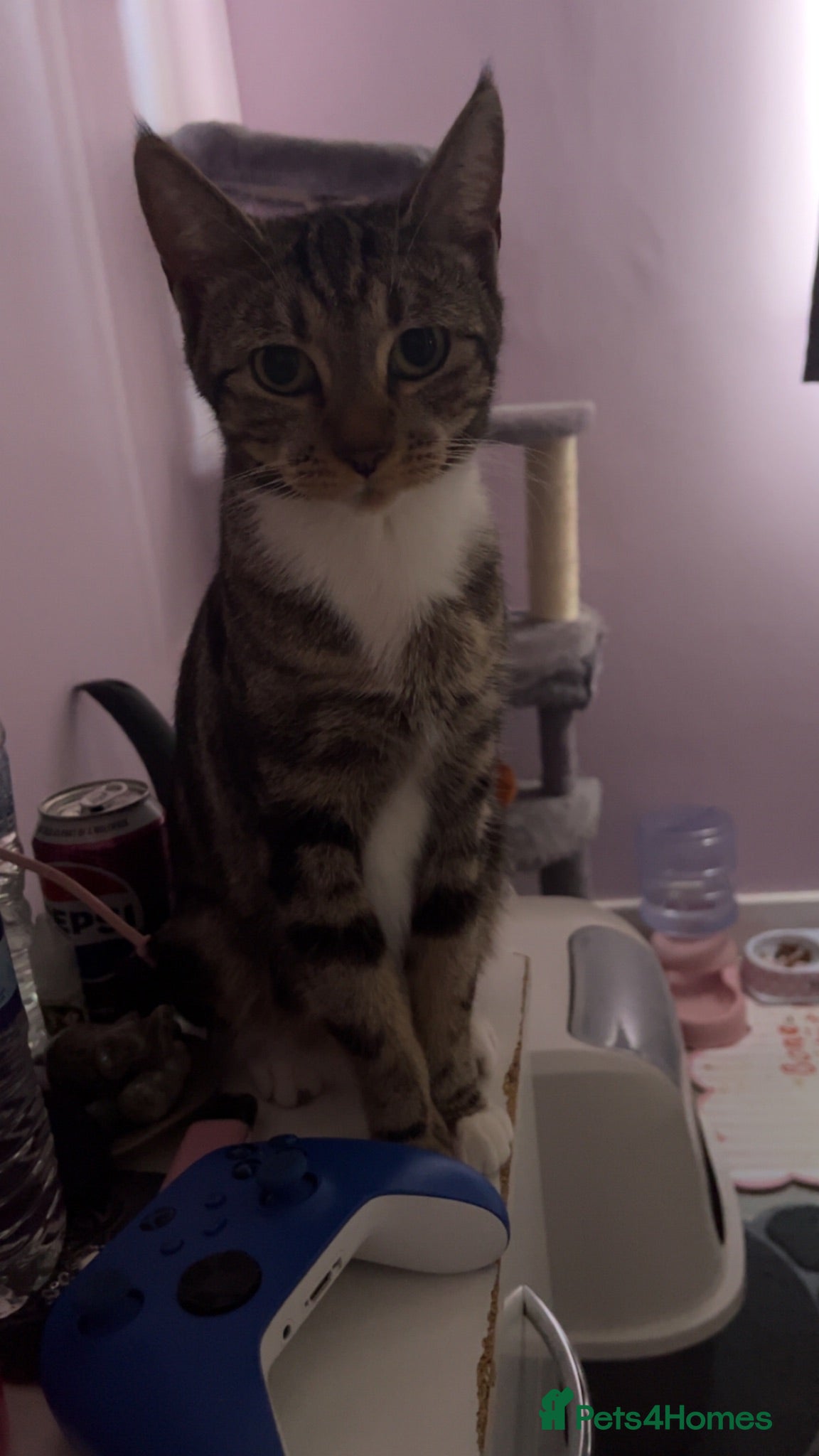 Domestic Shorthair cats 5 Beautiful Kittens🤍 - Advert 9