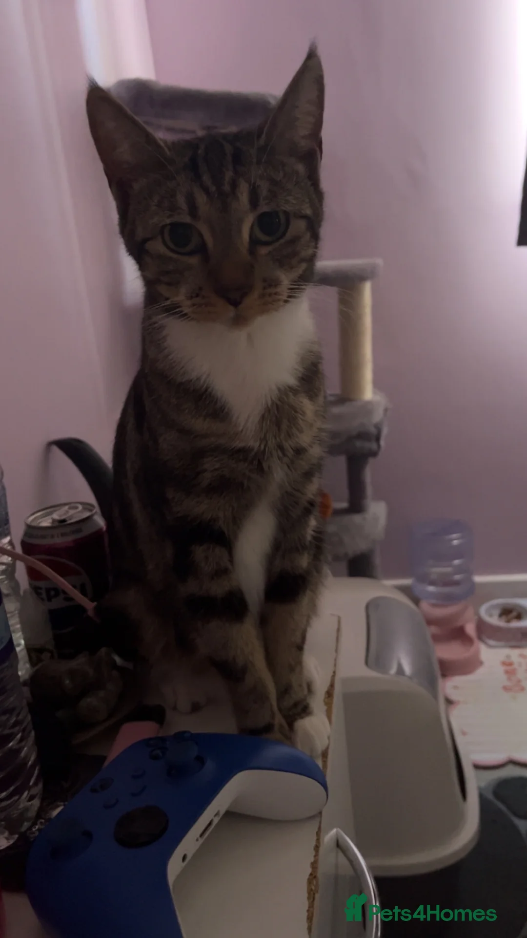 Domestic Shorthair cats for sale: 5 Beautiful Kittens🤍 - Advert 1