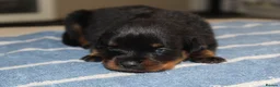 Rottweiler dogs for sale: Exceptional KC Pedigree Rottweilers - Advert 11