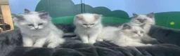 Ragdoll cats for sale: Amazing Ragdoll Babies  in Hartlepool - Advert 7
