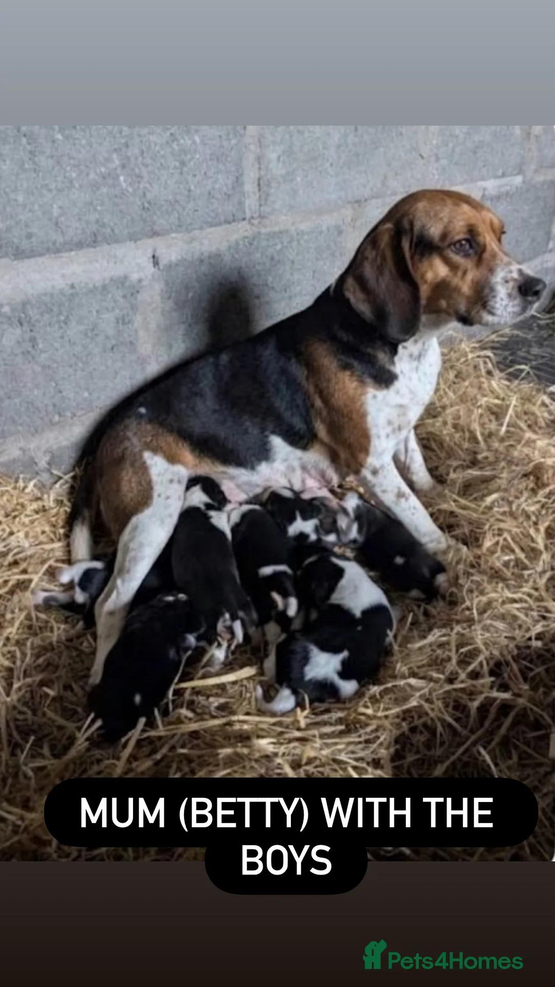 Beagle dogs for sale: Beautiful Boy Beagles - MUM DNA and Health Tested - Advert 2