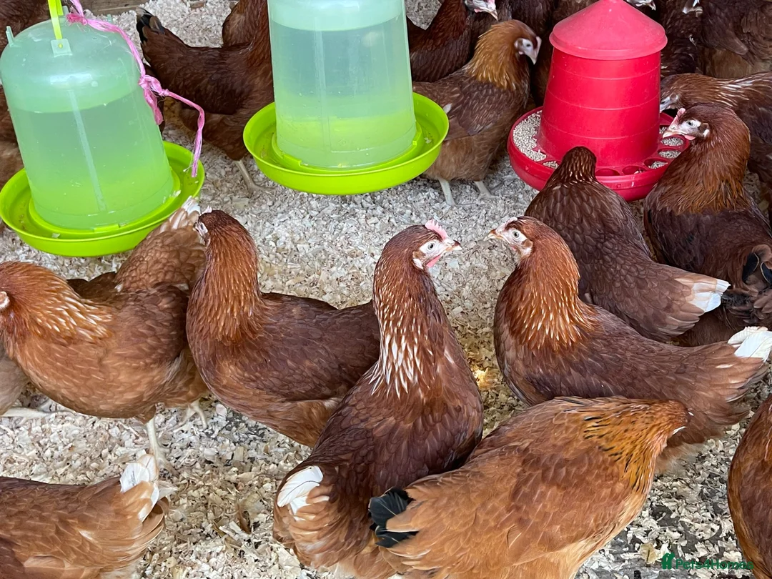 Chickens poultry for sale: Pol lohmann brown chickens  - Advert 1