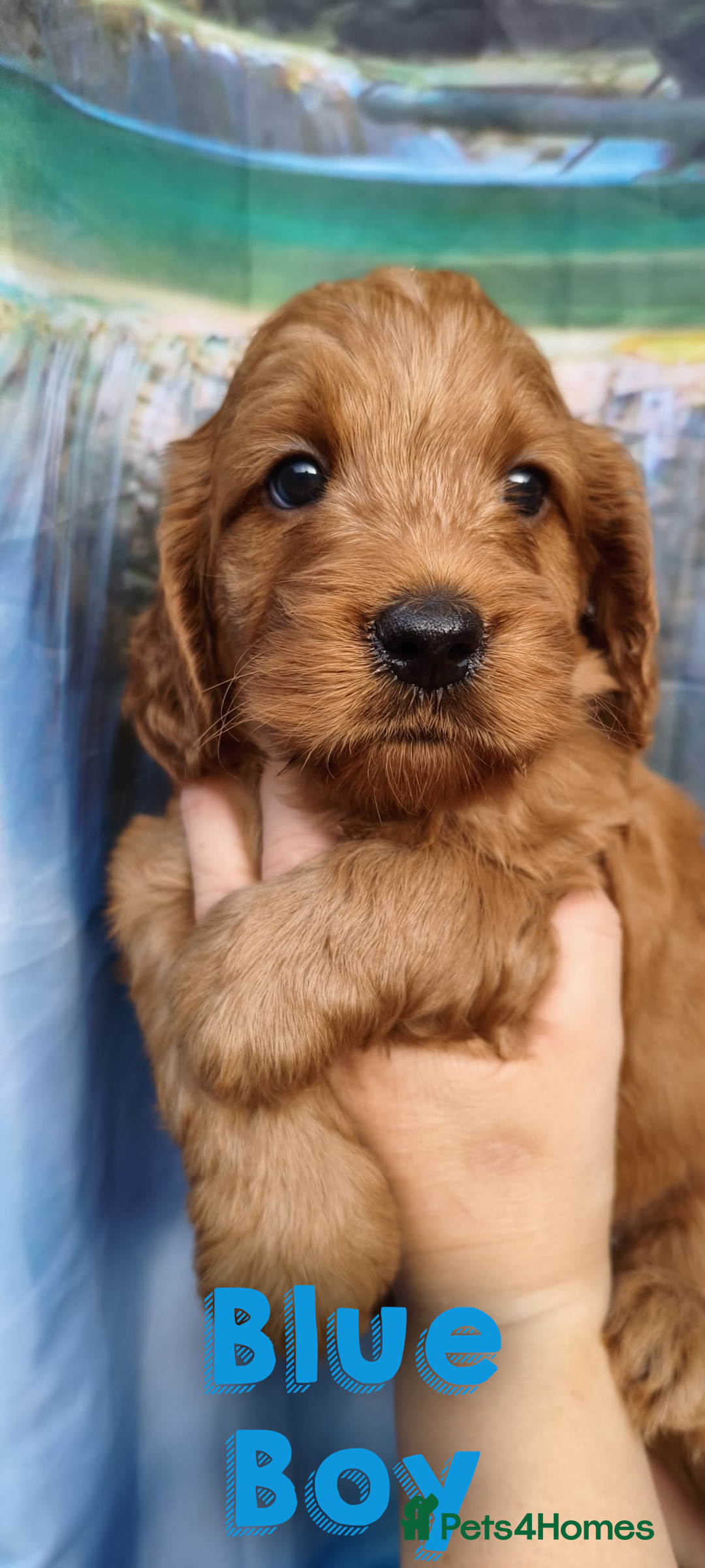 Cockapoo dogs for sale: Beautiful F1 Cockapoo Puppies - 3 boys 1 girl - Image 6