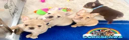 French Bulldog dogs for sale: Last adorable female cream Fluffy French Bulldogs  - Advert 4