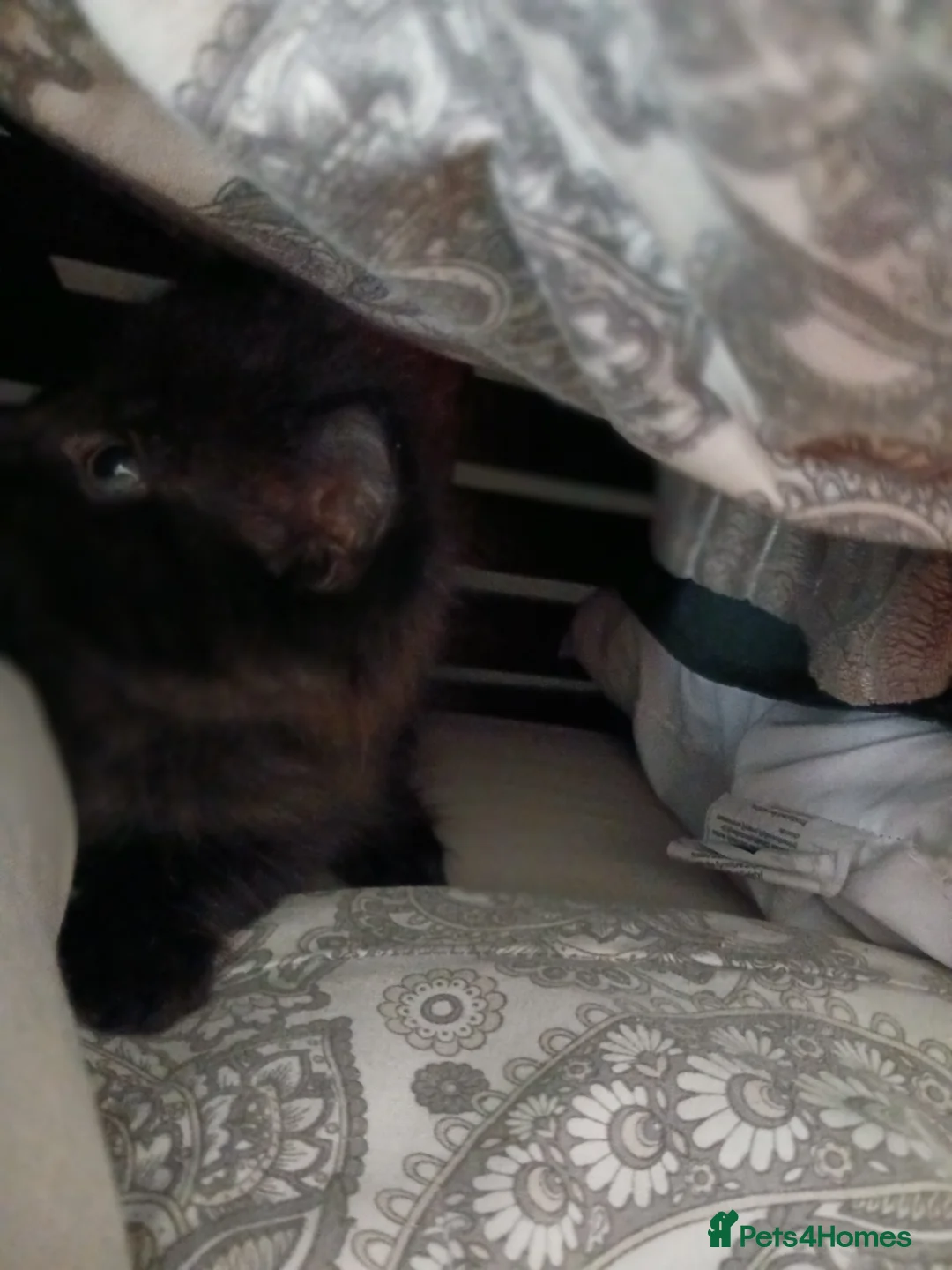 Mixed Breed cats for sale: 3 kittens ready to leave - Advert 4