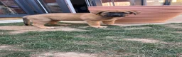 Mixed Breed dogs for sale: Douge De Bordeaux X German Shepard's - Advert 7