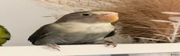 Lovebirds birds for sale: love bird pair for sale in Buntingford - Advert 2