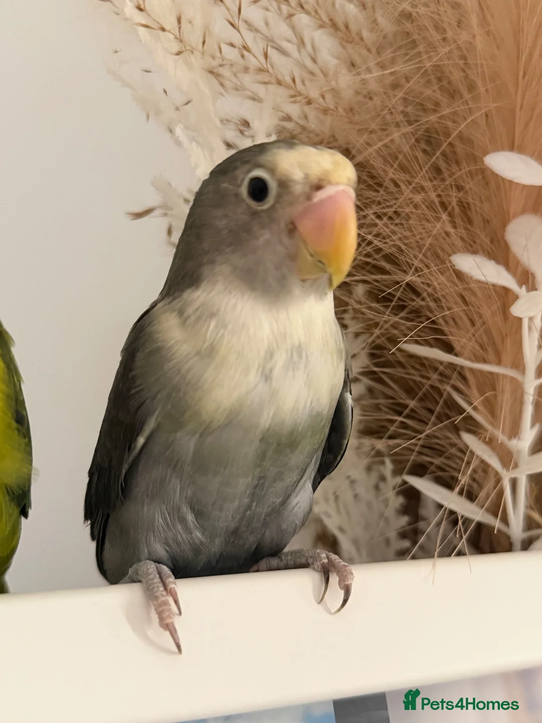 Lovebirds birds for sale: love bird pair for sale in Buntingford - Advert 2