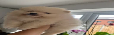 Pomeranian 2