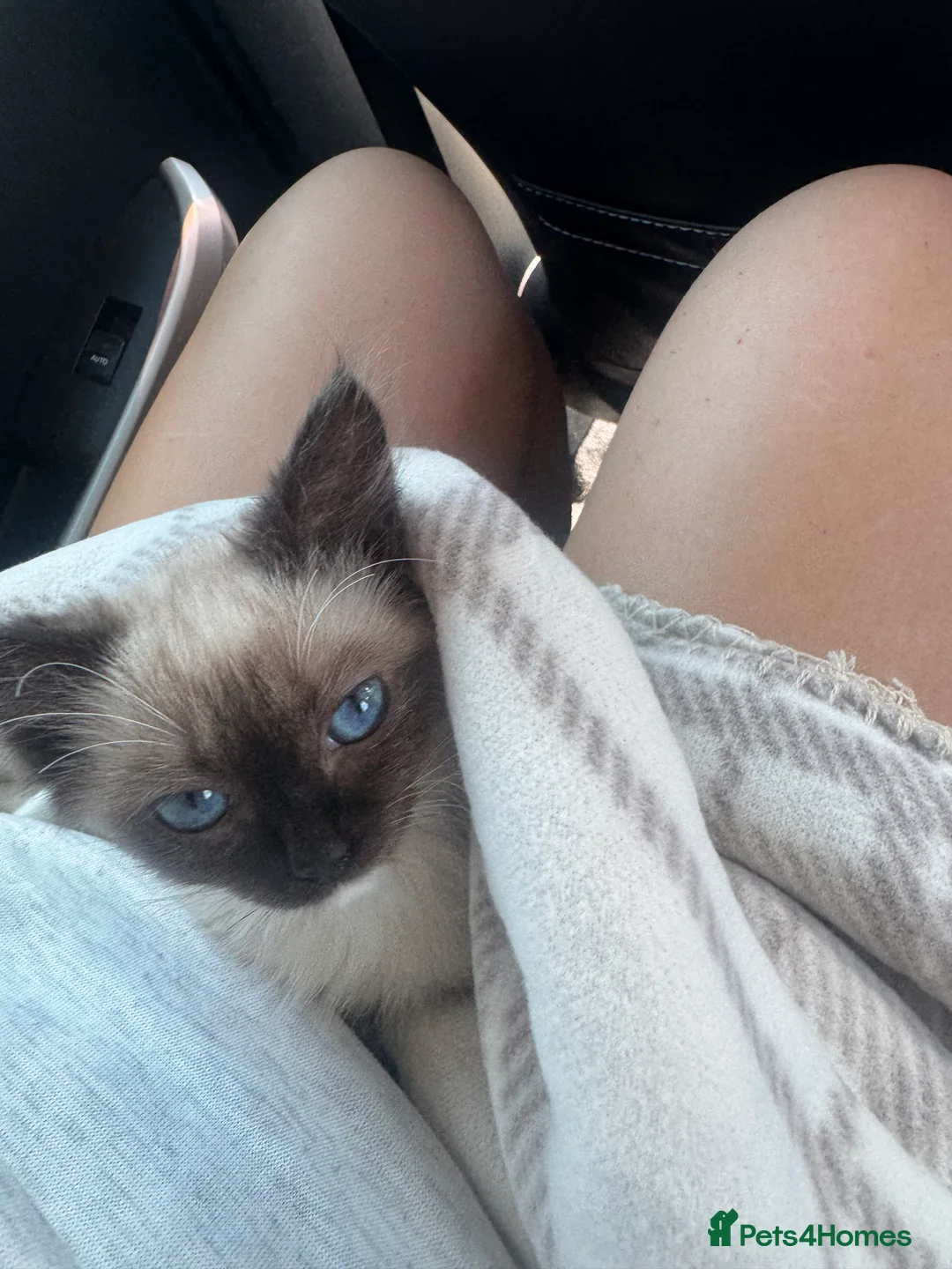 Ragdoll cats for sale: beautiful female ragdoll  - Advert 2