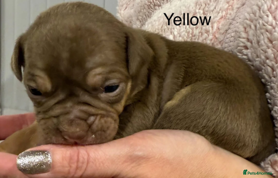 Olde English Bulldogge dogs for sale: 9 Olde English Bulldogge NEBBR registered puppies - Advert 4