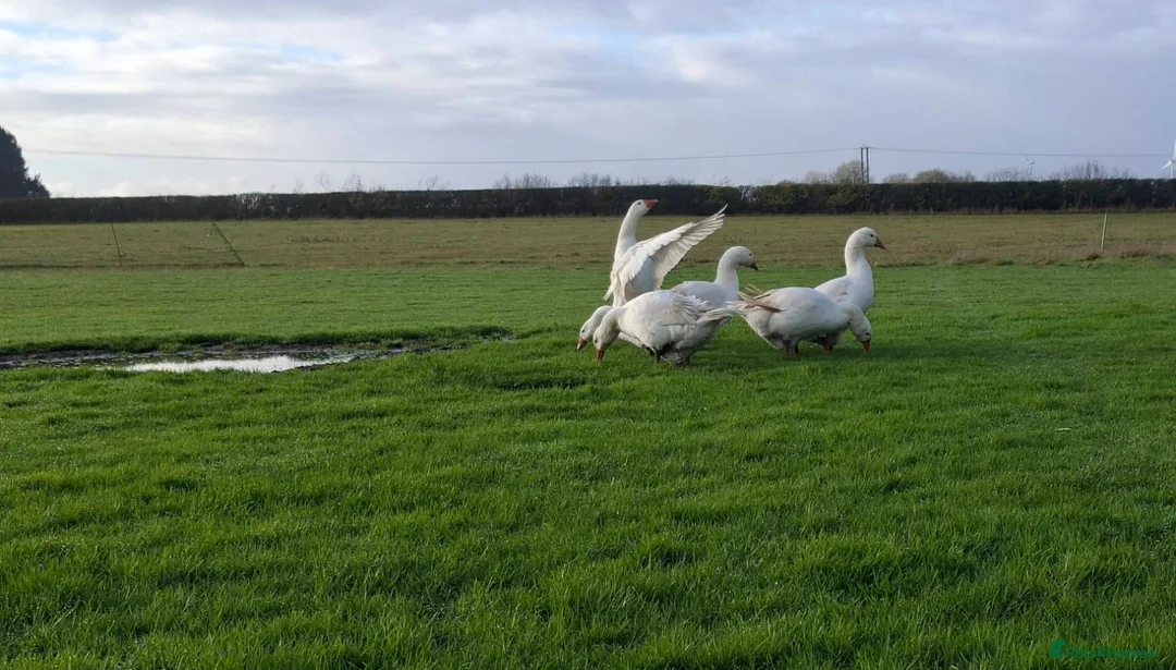 Geese poultry for sale: Premium Large-Strain Embden Breeding Ganders in Thetford - Advert 5