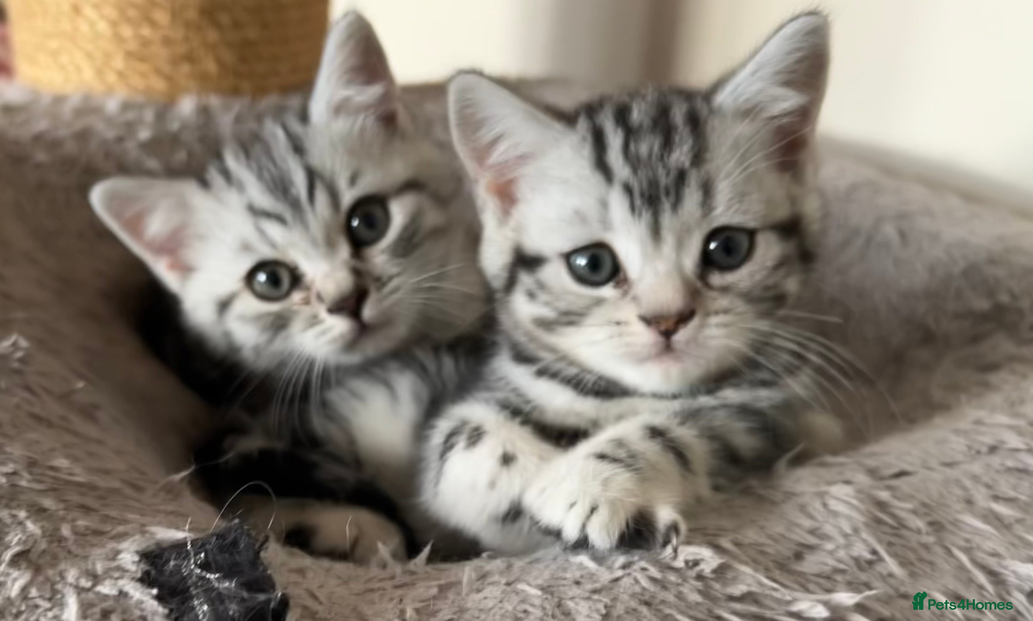 British Shorthair cats GCCF reg BSH BLACK SILVER TABBY KITTENS - Advert 1