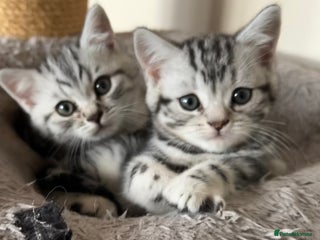 British Shorthair cats GCCF reg BSH BLACK SILVER TABBY KITTENS - Advert 1