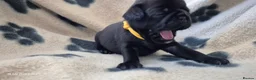 Pug dogs for sale: 3x pug girls 1x pug boy - Advert 15