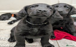 Flat coated Retriever dogs for sale: READY NOW Flat Coated Retriever Puppies - Image 21