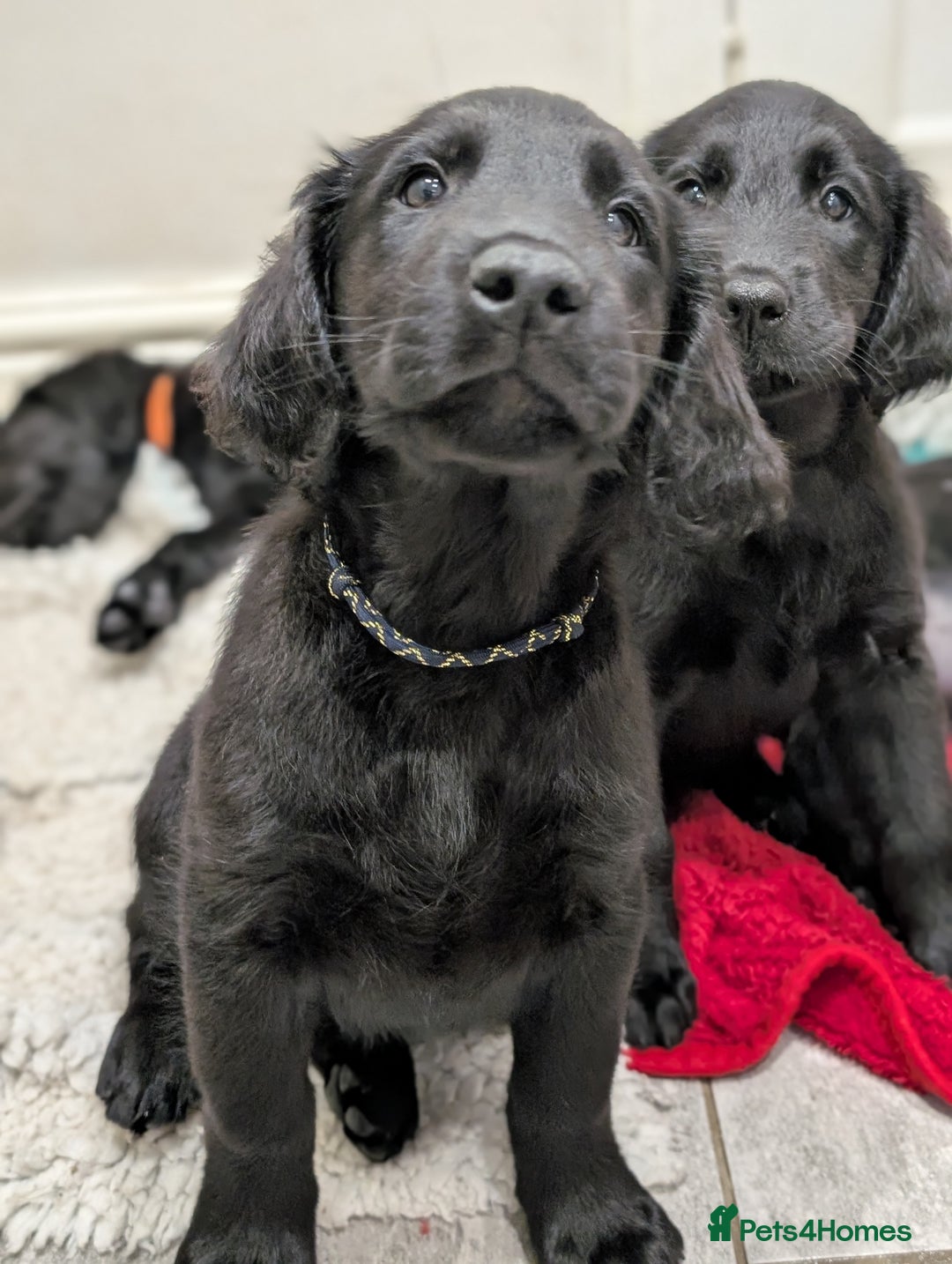 Flat coated Retriever dogs for sale: READY NOW Flat Coated Retriever Puppies - Image 21