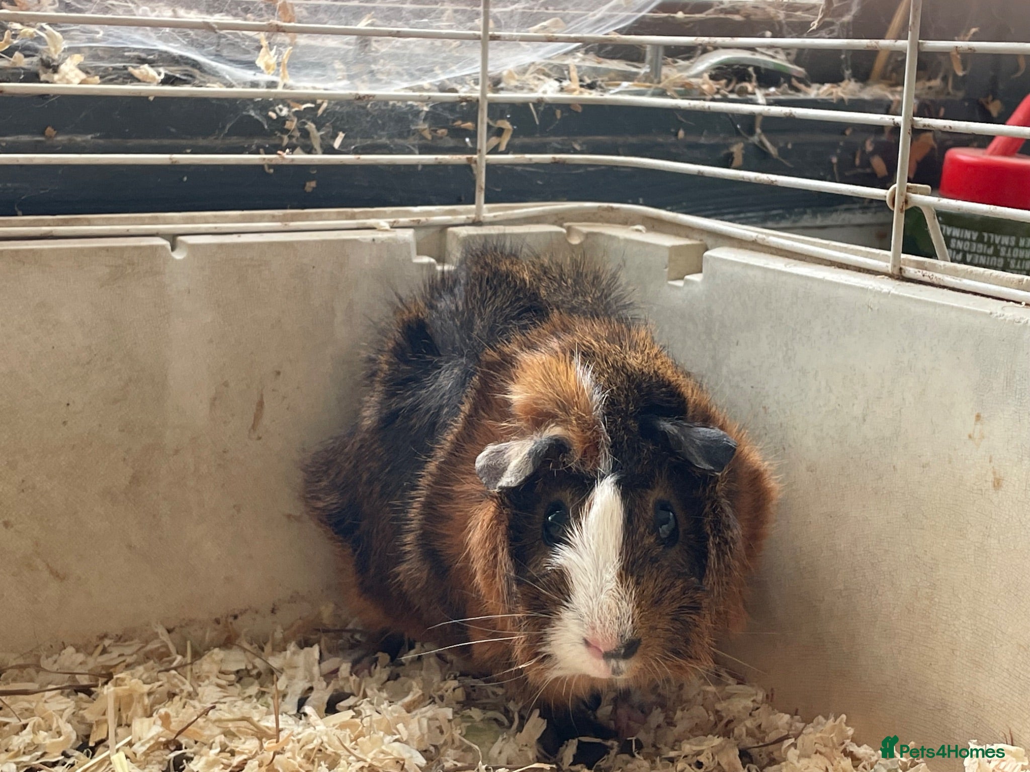 Guinea Pig rodents Guinea pigs sows for sale - Advert 2