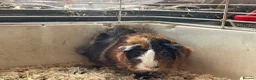Guinea Pig rodents for sale: Guinea pigs for sale - Advert 5