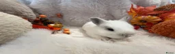 Rex rabbits for sale: Rex x Netherland dwarf  - Advert 28
