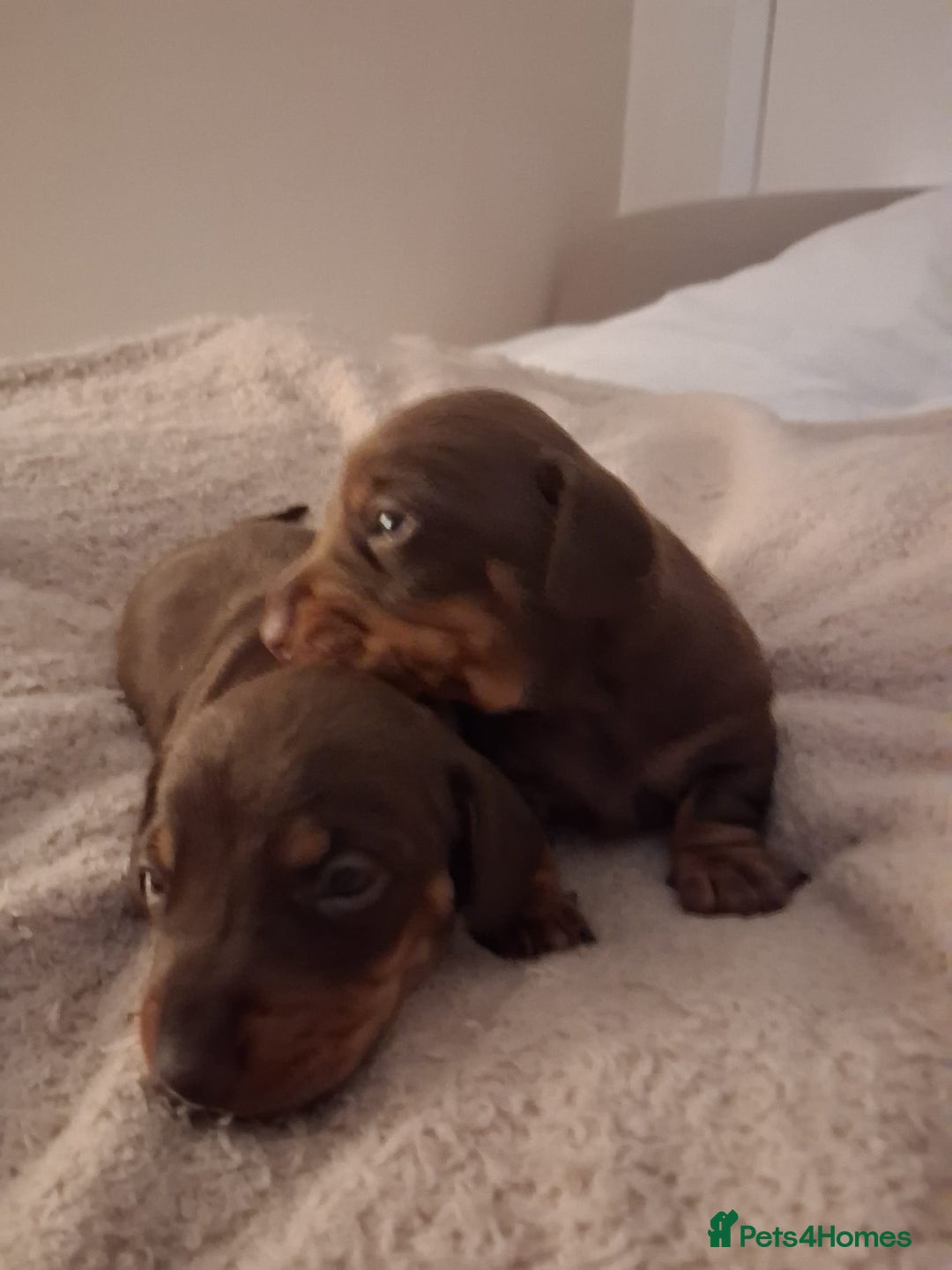 Miniature Dachshund dogs for sale: Miniature dachshund  - Advert 5