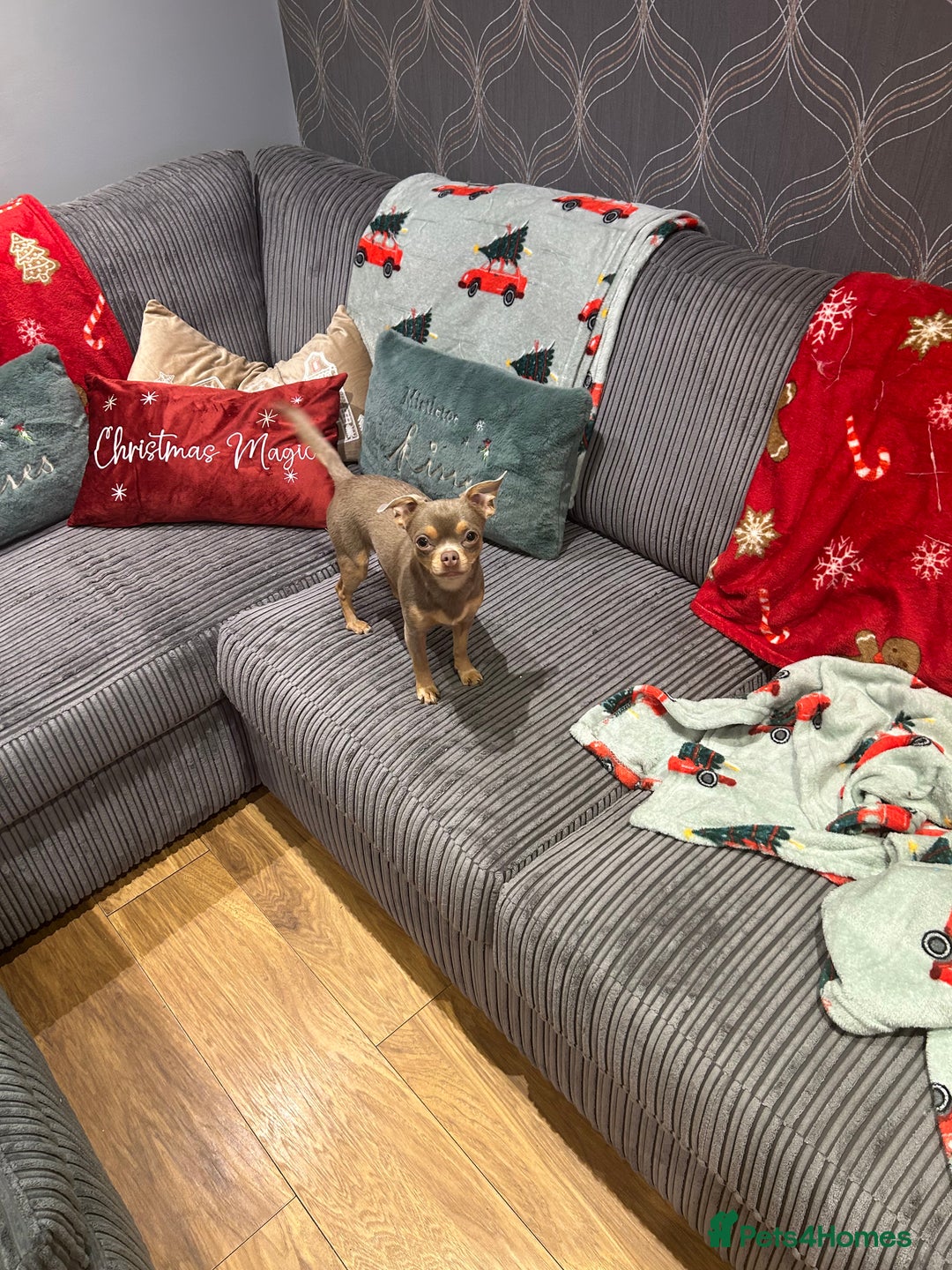 Chihuahua dogs for sale: Quiet Forever Home needed for darling Joey - Advert 7