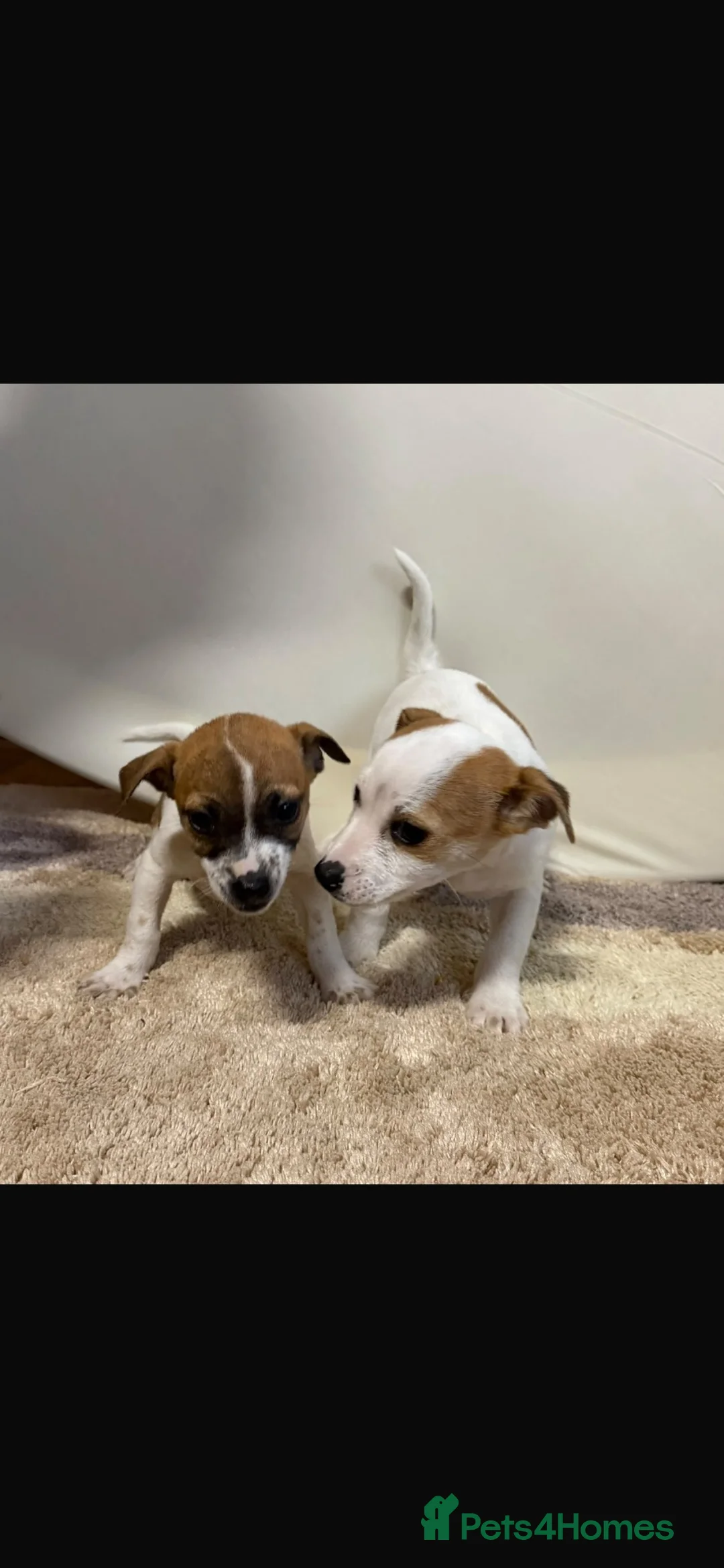 Jack Chi dogs for sale: Beautiful Jack Chi puppies for sale  in Leighton Buzzard - Advert 16