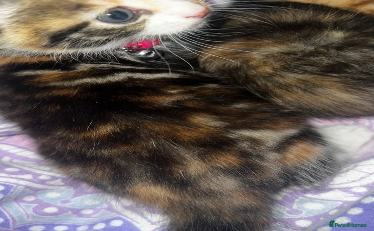 Bengal cats - Advert 15