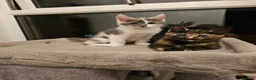 Mixed Breed cats for sale:  mix breed 3 girls  - Advert 9
