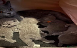 British Shorthair cats for sale: Beautiful British Shorthair 12 weeks - Image 15