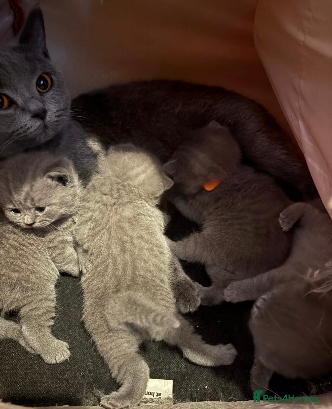 British Shorthair cats for sale: Beautiful British Shorthair 12 weeks - Image 15