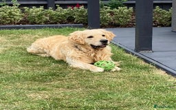 Golden Retriever dogs for stud: Enzo KC registered Stud dog  - Image 3