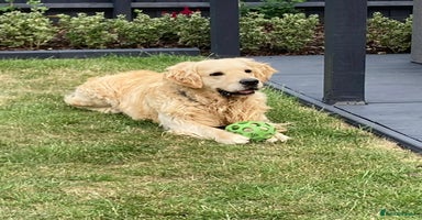 Golden Retriever dogs - Advert 12